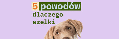 Piesek wystający u dołu ekranu z dopiskiem "5 powodów dlaczego szelki"