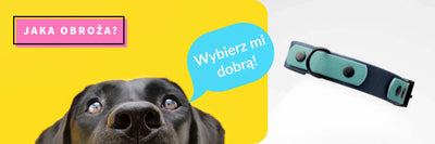 Baner dla postu - pies wychylający się z dołu na żółtym tle, a po prawej prezentowana obroża dwukolorowa od Petsband