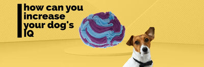 Banner ukazujący psa oraz kulę węchową - dodatkowo występuje napis how can you increase your dog's IQ