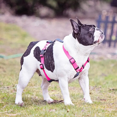 Buldog francuski biało czarny w szalkach typu GUARD wykonane z PVC HEXA od Petsband w kolorze pastelowy fiolet