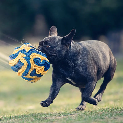 Zdjęcie buldoga fancuskiego bawiącego się kulą węchową od Petsband na trawie
