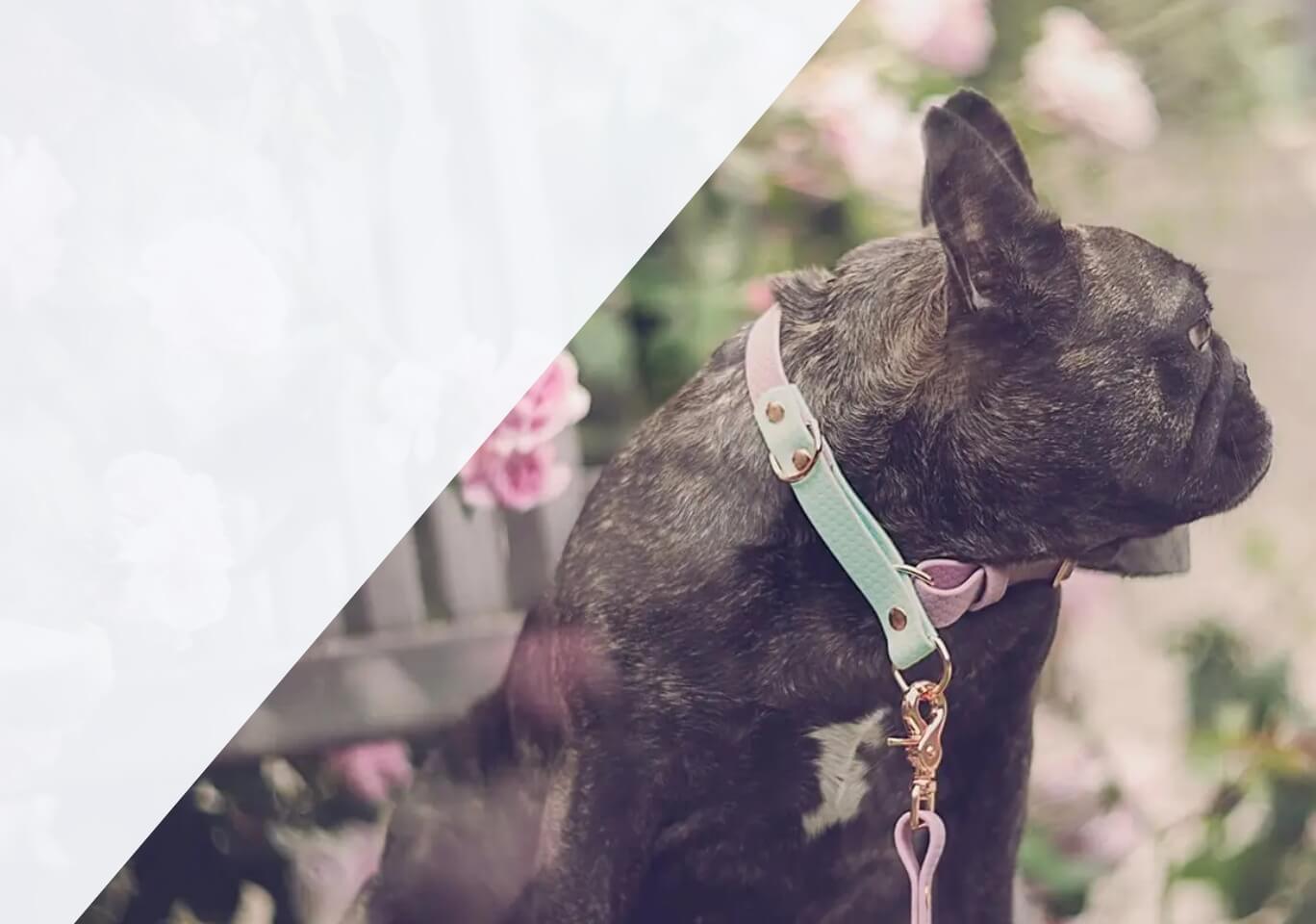 Banner strony głównej - reklamujący obrożę z kolekcji od firmy Petsband. 