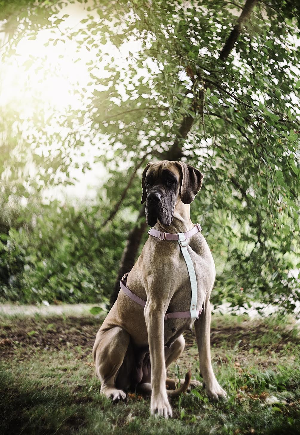 Banner strony głównej - reklamujący szelki z kolekcji fur-glamour od firmy Petsband. 