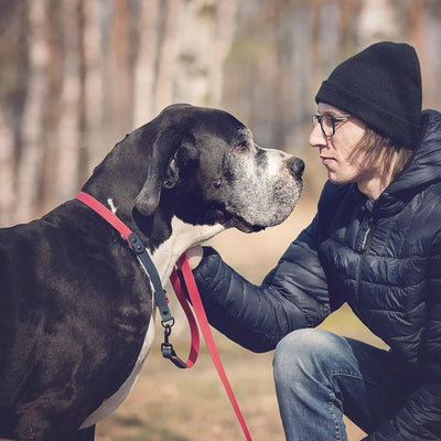 Majestatyczny dog Igor w obroży półzaciskowej oraz smyczy z PVC HEXA od Petsband z Mikołajem Jeziornym podczas narady