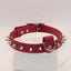 Stylish studded collar for small and medium-sized dogs